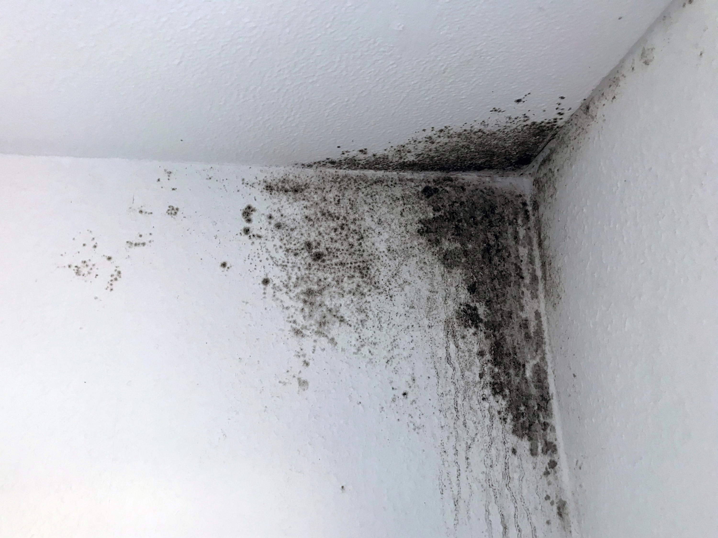 Skimmelvækst i hjørnet ved vægge og loft. SBi-anvisning 281, BUILD, Aalborg Universitet