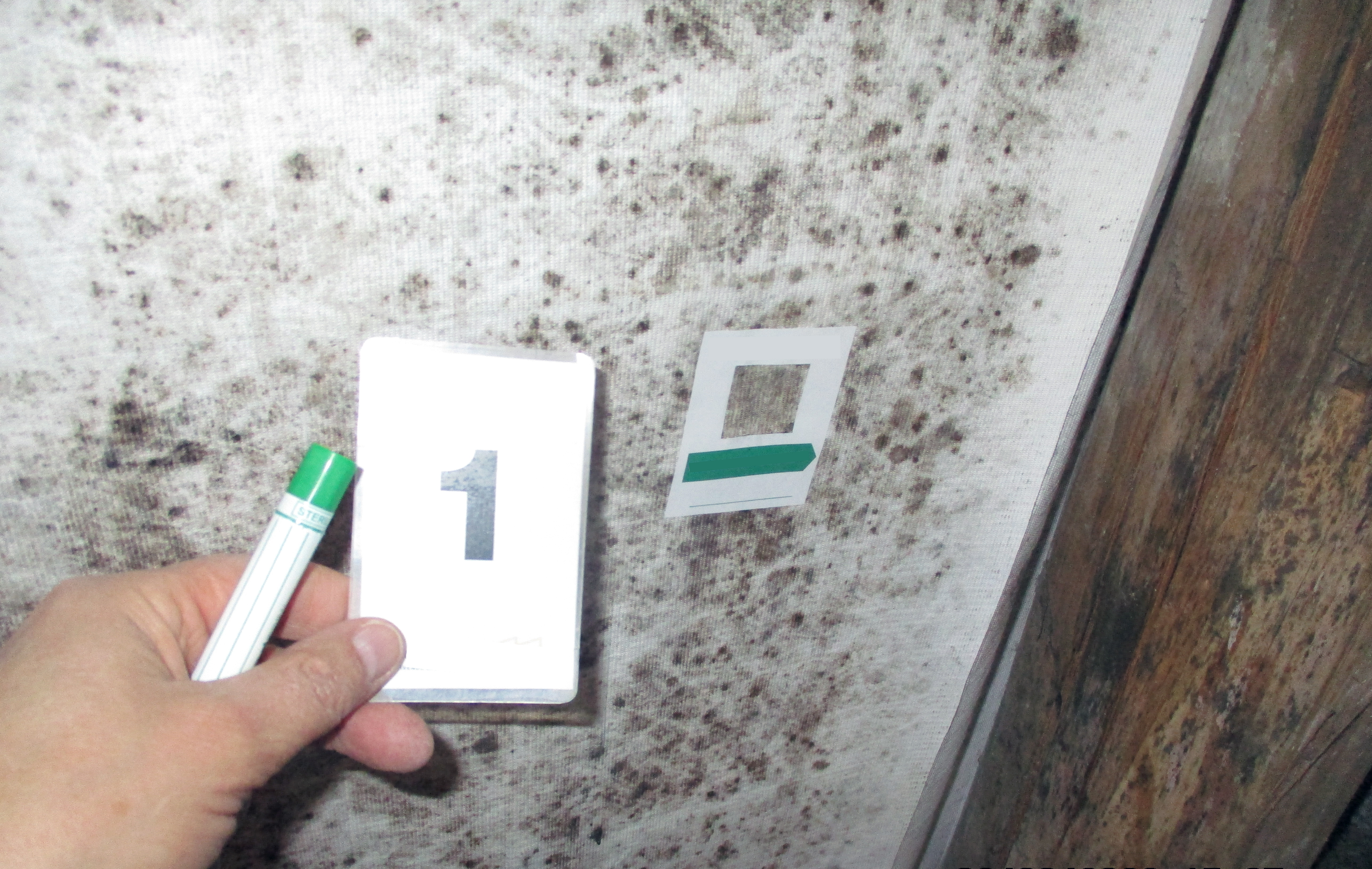Skimmelprøve foretages på væg med synlig skimmelvækst: et område er afmærket med klistermærke, og en hånd holder et kort med tallet 1. Skimmelvækst på væg med tapet/glasvæv/maling. SBi-anvisning 281, BUILD, Aalborg Universitet